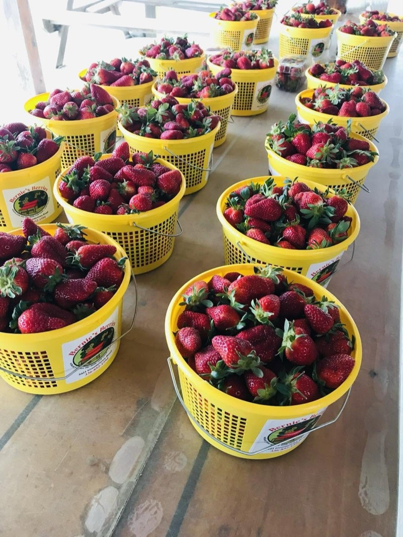 Rows of yellow baskets filled with strawberries on the stand