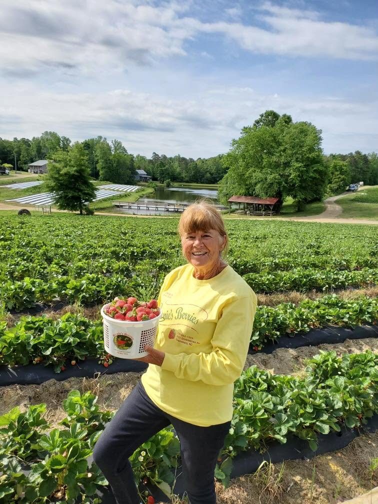 Bernie in the strawberry field holding a bucket of fresh-picked berries