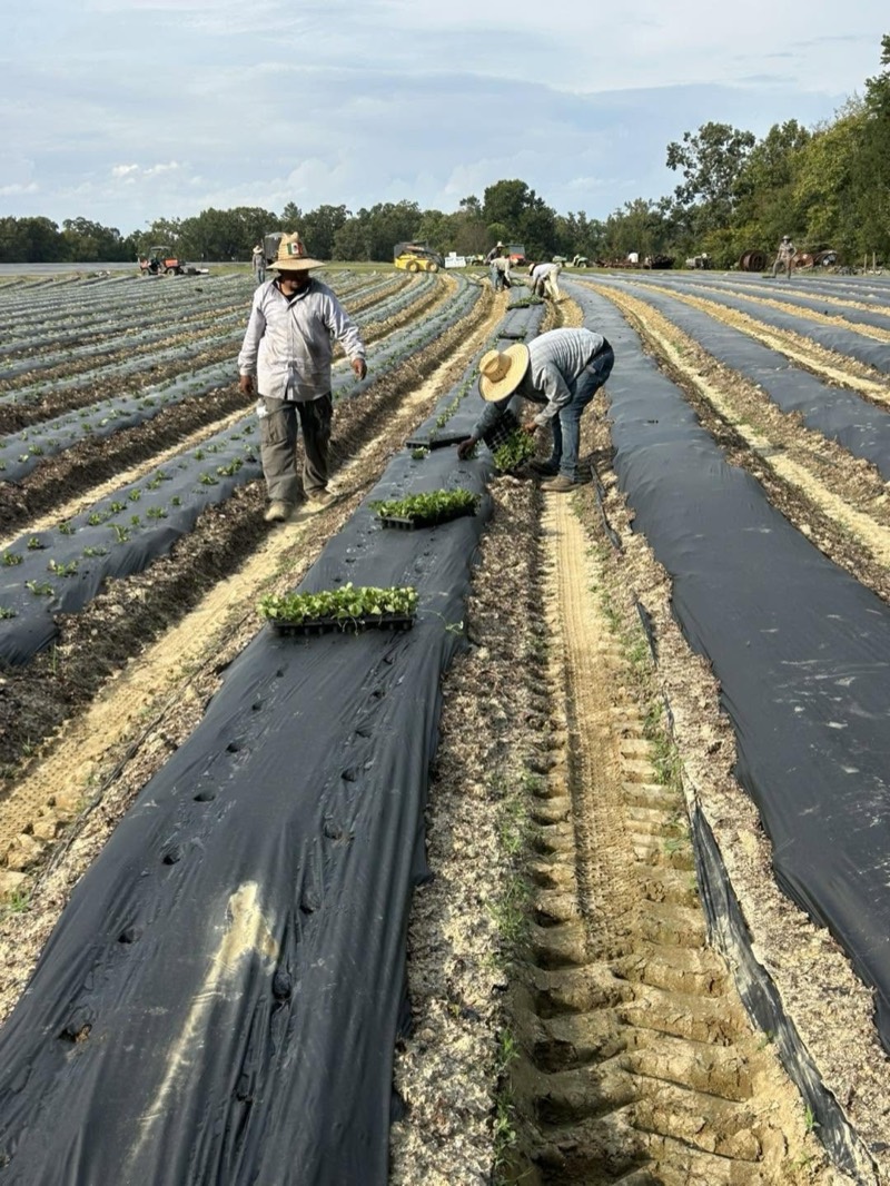 The crew planting new strawberry rows