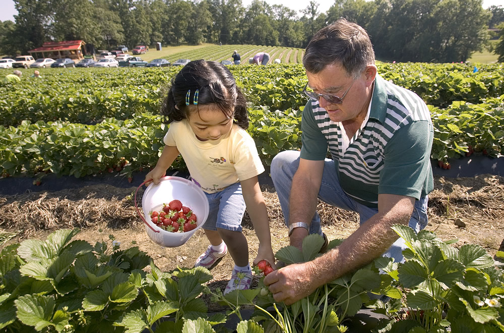 A little girl and her dad picking strawberries in the rows