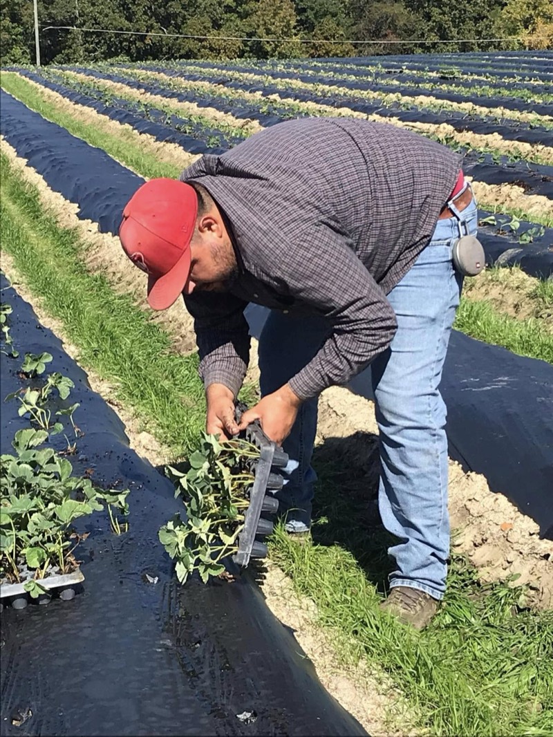 A picker in the plastic-culture strawberry rows at Bernie’s Berries