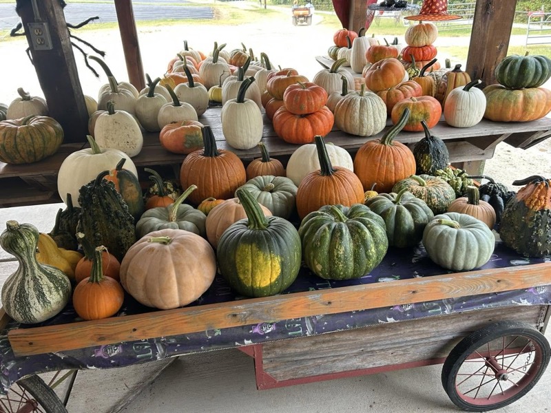 An old farm cart piled with homegrown pumpkins, gourds and squash at Bernie’s Berries