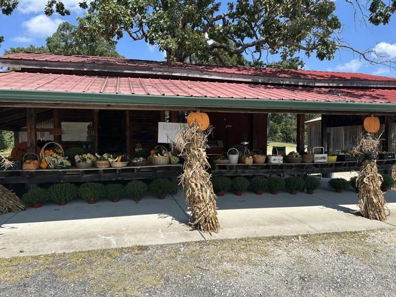The little red-roofed farm stand at Bernie’s Berries in Greensboro, NC, decorated with pumpkins and corn stalks