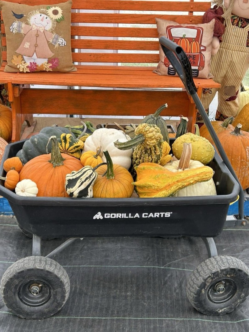 A garden wagon full of pumpkins and gourds